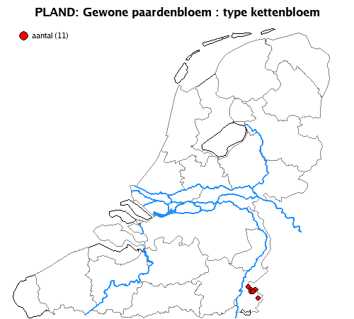 kettenbloem